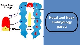 Head and Neck Embryology part two [upl. by Nolrev115]