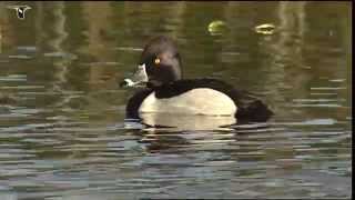 Male Ringnecked Duck with females [upl. by Laddy904]