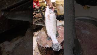 Speed Selvam Rare barramundi fish HD videoFF cuttingshorts short [upl. by Nolyaj]