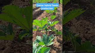 Castor hybrid seeds productions shorts [upl. by Notyad]