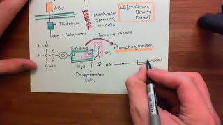 Receptor Tyrosine Kinases Part 1 [upl. by Oirramed]