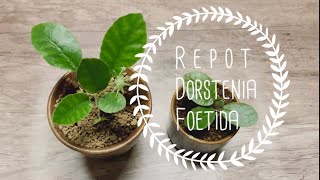 R e p o t Dorstenia Foetida 1 [upl. by Ash697]