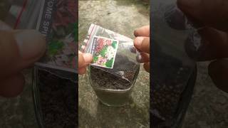 How to grow cleome spinosa amp easy way to propagate cleome spinosa shorts [upl. by Yerfdog47]