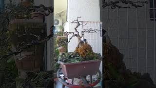 Ficus salicaria bonsai shorts video foryou dipalotv5110 [upl. by Suoivatnom]