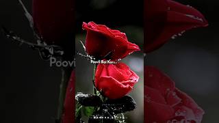 unna kanda naal mudhala remix whatsapp statusalightmotionlovestatusalbumsongtrendingvirallove [upl. by Rhys]