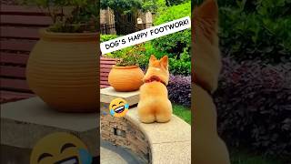 🐶 Dogs Being Dog Gone Hilarious Part 45 🐾😂 funny [upl. by Sinclare]