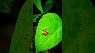 Golden Leaf Beetle 🐞 shorts beetle bug insects animals [upl. by Ahsilav31]