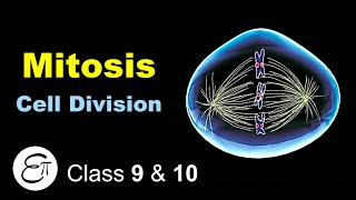 Mitosis Cell Division in Hindi [upl. by Giglio]