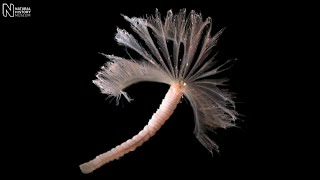 Marine life in Antarctica  Natural History Museum [upl. by Atiluj147]