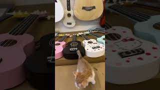 cat 🐈 catlover cat sale ukulele 🤣🤣 [upl. by Anomar]