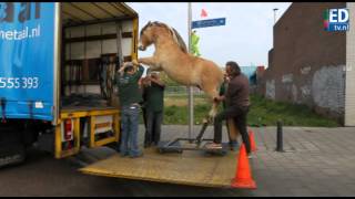 Eindhovense paarden voor museum op Soesterberg [upl. by Eeraj104]