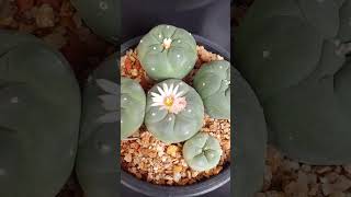 Lophophora williamsii var fricii in flowering season Lophophorafricii [upl. by Barthol]