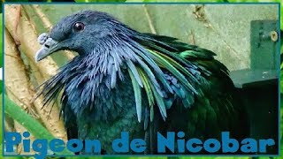 Caloenas nicobarica  Linnaeus 1758  Columbidae  Pigeon de Nicobar  082017 [upl. by Rede]