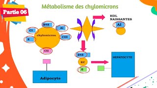 Biochimie  Métabolisme des lipides  Partie 0606  Les lipoprotéines [upl. by Atiniv]