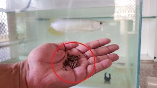 feeding Arowana fish 9 IN 1 Arowana Sticks  food for fast growth amp color development [upl. by Aubyn170]