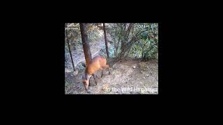 Trail 1  15 1124  Beautiful Barking Deer [upl. by Frederick102]