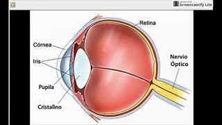 Histología NCR  P11  Globo ocular [upl. by Adal]