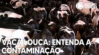 Vaca Louca entenda como acontece a contaminação [upl. by Riddle]