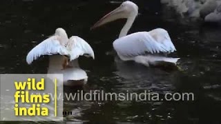 Great white pelican Pelecanus onocrotalus [upl. by Mayor]