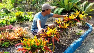 TOP SECRETS para maging LUSH at COLORFUL ang mga dahon ng crotonsan franciscoCroton plant care [upl. by Kaliski]