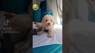 VIDEO DIVERTENTI TIKTOK DOG RISATE PAZZE 🤣 🤣 🤣 lampo lupiniii risate perte [upl. by Natsud]