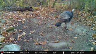 Two turkeys walking through on our trail camera [upl. by Heaps523]