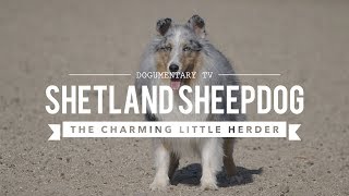 ALL ABOUT HERDING SHETLAND SHEEPDOGS [upl. by Ydisahc407]