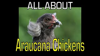 Araucana Chicken  Information [upl. by Essam]