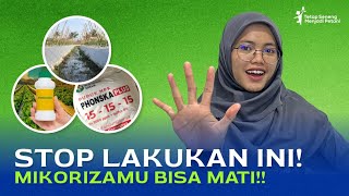 MIKORIZA BISA MATI HINDARI INI  HALHAL YANG MENURUNKAN EFEKTIVITAS MIKORIZA [upl. by Ikey]