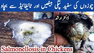 Salmonellosis in Chickens  Salmonella Bacteria  Fowl Typhoid  Fowl Paratyphoid  Dr ARSHAD [upl. by Brittaney]