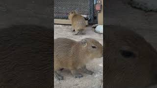 🩷🩷 capybara animalphotos animals capybaralove animalpictures funny [upl. by Gamali197]