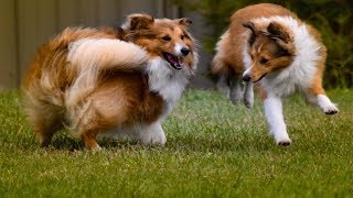 TOP FUNNIEST SHETLAND SHEEPDOG VIDEOS [upl. by Alrahc]