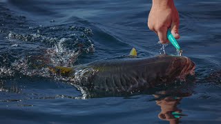 cedros island fishing  cedros sportfishing with toro [upl. by Lupe419]