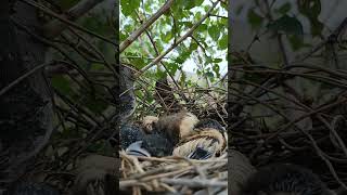 Rufous treepie bird babies P 5 shorts [upl. by Sidras173]