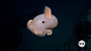 More Than 100 Apparently New Species Found in Deep Sea Off Chile  VOA News [upl. by Chrissa]