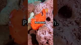 WARTY FROGFISH OR BLUE PARROT FISH shortvideo facts scifacts shorts shortfeed ocean science [upl. by Elton196]