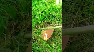 Cutting Weed in the garden day31 satisfying automobile lawn [upl. by Godfrey133]