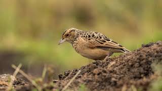 Het geluid van de Boompieper  Natuur en vogel geluiden om te Boompieper te herkennen  10 uur [upl. by Anastatius899]