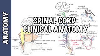 Spinal Cord  Clinical Anatomy and Physiology dermatomes blood supply shingles lumbar puncture [upl. by Bicknell]