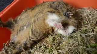 Criza Porc Guineea  Guinea Pig having a Seizure [upl. by Tower]