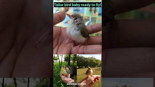 Tailor bird baby🐥😱 ready to flyfly naturesbeauty naturel beautifulcreatures viralshorts 🙏🙏 [upl. by Mcgean]