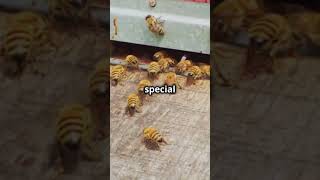 How Honeybees Dance to Communicate trending interstingfacts facts trending shorts viral [upl. by Routh]