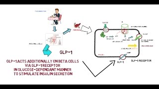 GLP1  Mechanism of Action [upl. by Fonzie538]