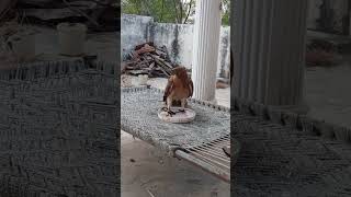 Bonelli eagle drinking water 🦅🦅🦅 bird falcon eaglelovers [upl. by Rubenstein]