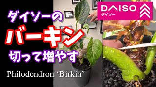 ダイソーのバーキンを切って増やす！斑の入り方について。Philodendron ‘Birkin’ 取り木 ダイソー バーキン 観葉植物 houseplants propagation [upl. by Aurelia]