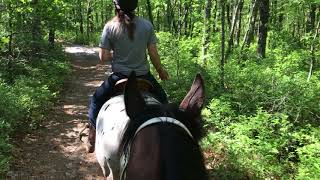 First Trail Ride w Sure Prize 8yo OTTB  May 25 2019 [upl. by Aihsenod]