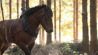 Mathieu LOUIS débardeur au cheval en Province de Luxembourg Belgique [upl. by Heurlin409]