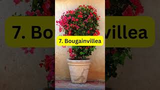 Best Vines for Containers plants indoorplantstyling garden [upl. by Abbottson]