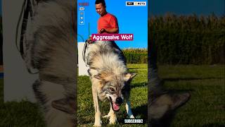 Huge and Aggressive Dog Breed  Wolf Hybrid shorts ytshorts viralshorts wolf [upl. by Sadowski]