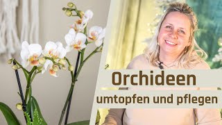 Floristik24  Orchideen richtig umtopfen Orchideen pflegen und dekorieren Tipps und Tricks [upl. by Asilanna]